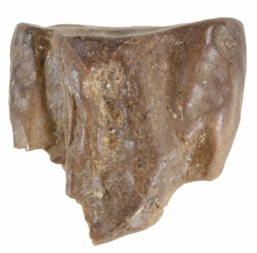 Triceratops Shed Tooth - Montana #41230